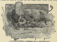 An illustration from Roosevelt's African trip : the story of his life, the voyage from New York to Mombasa, and the route through the heart of Africa, including the big game and other ferocious animals, strange peoples and countries found in the course of his travels (1909)