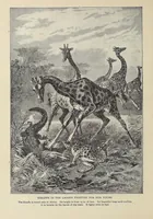 Picture 8 of 16 from Roosevelt's African trip : the story of his life, the voyage from New York to Mombasa, and the route through the heart of Africa, including the big game and other ferocious animals, strange peoples and countries found in the course of his travels (1909), leaf 226