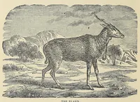 An illustration from Roosevelt's African trip : the story of his life, the voyage from New York to Mombasa, and the route through the heart of Africa, including the big game and other ferocious animals, strange peoples and countries found in the course of his travels (1909)