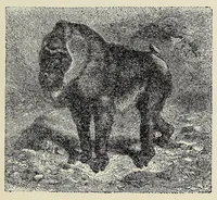 Picture 11 of 16 from Roosevelt's African trip : the story of his life, the voyage from New York to Mombasa, and the route through the heart of Africa, including the big game and other ferocious animals, strange peoples and countries found in the course of his travels (1909), leaf 277