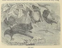 Picture 12 of 16 from Roosevelt's African trip : the story of his life, the voyage from New York to Mombasa, and the route through the heart of Africa, including the big game and other ferocious animals, strange peoples and countries found in the course of his travels (1909), leaf 290