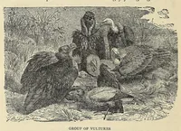 Picture 13 of 16 from Roosevelt's African trip : the story of his life, the voyage from New York to Mombasa, and the route through the heart of Africa, including the big game and other ferocious animals, strange peoples and countries found in the course of his travels (1909), leaf 314