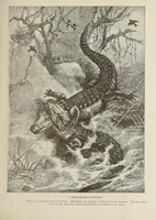 Picture 6 of 10 from Roosevelt's African trip : the story of his life, the voyage from New York to Mombasa, and the route through the heart of Africa : including the big game and other ferocious animals, strange peoples and countries found in the course of this travels (1909), leaf 49