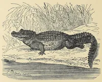 Picture 10 of 10 from Roosevelt's African trip : the story of his life, the voyage from New York to Mombasa, and the route through the heart of Africa : including the big game and other ferocious animals, strange peoples and countries found in the course of this travels (1909), leaf 70
