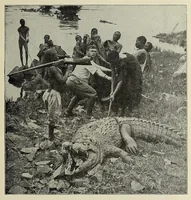 An illustration from Roosevelt's thrilling experiences in the wilds of Africa hunting big game ... (1909)