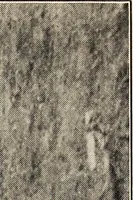 An illustration from Rosemond Grove Cemetery Association : historical sketch ; by-laws ; Soldiers' Monument : dedication exercises ; addresses (1905)