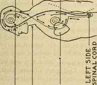 An illustration from The Rosicrucian cosmo-conception : or, Mystic Christianity ; an elementary treatise upon man's past evolution, present constitution and future development (1920)