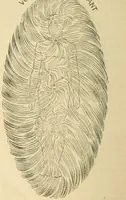 An illustration from The Rosicrucian cosmo-conception : or, Mystic Christianity ; an elementary treatise upon man's past evolution, present constitution and future development (1920)