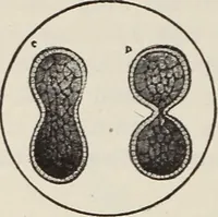 An illustration from Rosicrucian fundamentals : an exposition of the Rosicrucian synthesis of religion, science and philosophy, in fourteen complete instructions (1920)