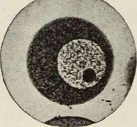 An illustration from Rosicrucian fundamentals : an exposition of the Rosicrucian synthesis of religion, science and philosophy, in fourteen complete instructions (1920)