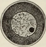 An illustration from Rosicrucian fundamentals : an exposition of the Rosicrucian synthesis of religion, science and philosophy, in fourteen complete instructions (1920)