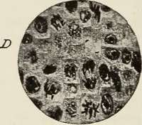 An illustration from Rosicrucian fundamentals : an exposition of the Rosicrucian synthesis of religion, science and philosophy, in fourteen complete instructions (1920)