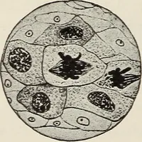 An illustration from Rosicrucian fundamentals : an exposition of the Rosicrucian synthesis of religion, science and philosophy, in fourteen complete instructions (1920)