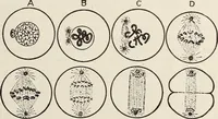 An illustration from Rosicrucian fundamentals : an exposition of the Rosicrucian synthesis of religion, science and philosophy, in fourteen complete instructions (1920)