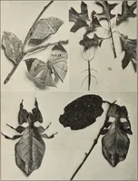 An illustration from Rosicrucian fundamentals : an exposition of the Rosicrucian synthesis of religion, science and philosophy, in fourteen complete instructions (1920)
