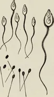An illustration from Rosicrucian fundamentals : an exposition of the Rosicrucian synthesis of religion, science and philosophy, in fourteen complete instructions (1920)