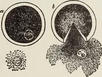 An illustration from Rosicrucian fundamentals : an exposition of the Rosicrucian synthesis of religion, science and philosophy, in fourteen complete instructions (1920)