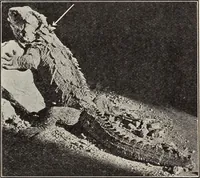 An illustration from Rosicrucian fundamentals : an exposition of the Rosicrucian synthesis of religion, science and philosophy, in fourteen complete instructions (1920)