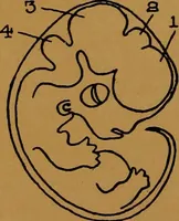 An illustration from Rosicrvcian symbology; a treatise wherein the discerning ones will find the elements of constructive symbology and certain other things (1916)