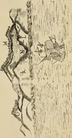 An illustration from Roteiro de Lisboa a Goa, annotado por João de Andrade Corvo (1882)