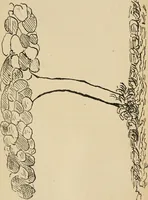 An illustration from Roteiro de Lisboa a Goa, annotado por João de Andrade Corvo (1882)