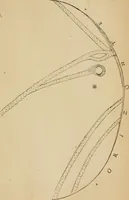 An illustration from Roteiro de Lisboa a Goa, annotado por João de Andrade Corvo (1882)