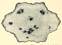 An illustration from Rough notes on pottery (1896)