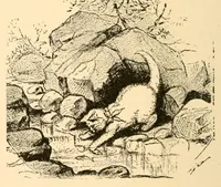 An illustration from Royal gifts for the kindergarten; a manual for self instruction in Friedrich Frbel's principles of education (1889)
