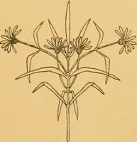 An illustration from Répertoire de couleurs pour aider à la détermination des couleurs des fleurs, des feuillages et des fruits (1905)