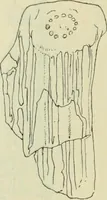 An illustration from Répertoire de la statuaire grecque et romaine (1908)