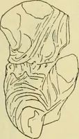 An illustration from Répertoire de la statuaire grecque et romaine (1908)