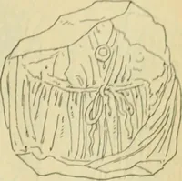 An illustration from Répertoire de la statuaire grecque et romaine (1908)