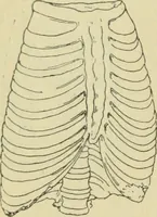 An illustration from Répertoire de la statuaire grecque et romaine (1908)