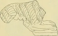 An illustration from Répertoire de la statuaire grecque et romaine (1908)