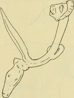 An illustration from Répertoire de la statuaire grecque et romaine (1908)