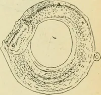 An illustration from Répertoire de la statuaire grecque et romaine (1908)