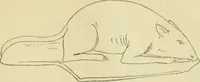 An illustration from Répertoire de la statuaire grecque et romaine (1908)