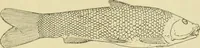 An illustration from Répertoire de la statuaire grecque et romaine (1908)