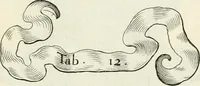 An illustration from R.P. Ioannis Francisci Niceronis Parisini, ex Ord. Minim. Thaumaturgus opticus, seu, Admiranda optices, per radium directum : catoptrices, per reflexum è politis corporibus ... : dioptrices, per refractum in diaphanis ... pars prima .. (1646)