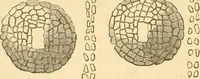Picture 140 of 188 from Rude stone monuments in all countries; their age and uses (1872), leaf 427
