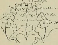 Picture 31 of 48 from Rukovodstvo dlia arkheologicheskikh raskopok (1914), leaf 44