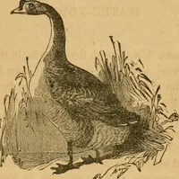 An illustration from Rural architecture : being a complete description of farm houses, cottages and out buildings ... together with lawns, pleasure grounds and parks; the flower, fruit and vegetable gardens : also, useful and ornamental domestic animals for the country resident ... also, the best method of conducting water into cattle yards and houses (1860)