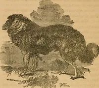 An illustration from Rural architecture : being a complete description of farm houses, cottages and out buildings ... together with lawns, pleasure grounds and parks; the flower, fruit and vegetable gardens : also, useful and ornamental domestic animals for the country resident ... also, the best method of conducting water into cattle yards and houses (1860)