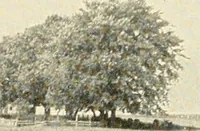 An illustration from Rural church life in the Middle West, as illustrated by Clay County, Iowa, and Jennings County, Indiana, with comparative data from studies of thirty-five middle western counties (1922)