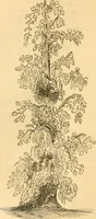 An illustration from Rural essays (1853)