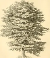 An illustration from Rural essays (1853)