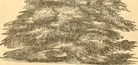 An illustration from Rural essays (1853)