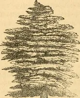 An illustration from Rural essays (1853)