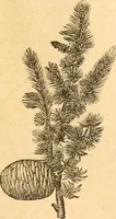 An illustration from Rural essays (1853)