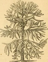 An illustration from Rural essays (1853)